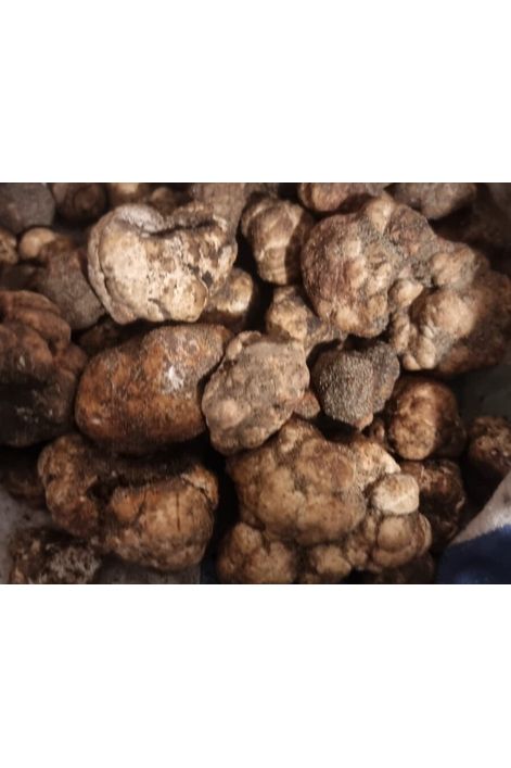 Bianchetto Marzuolo-Trüffel